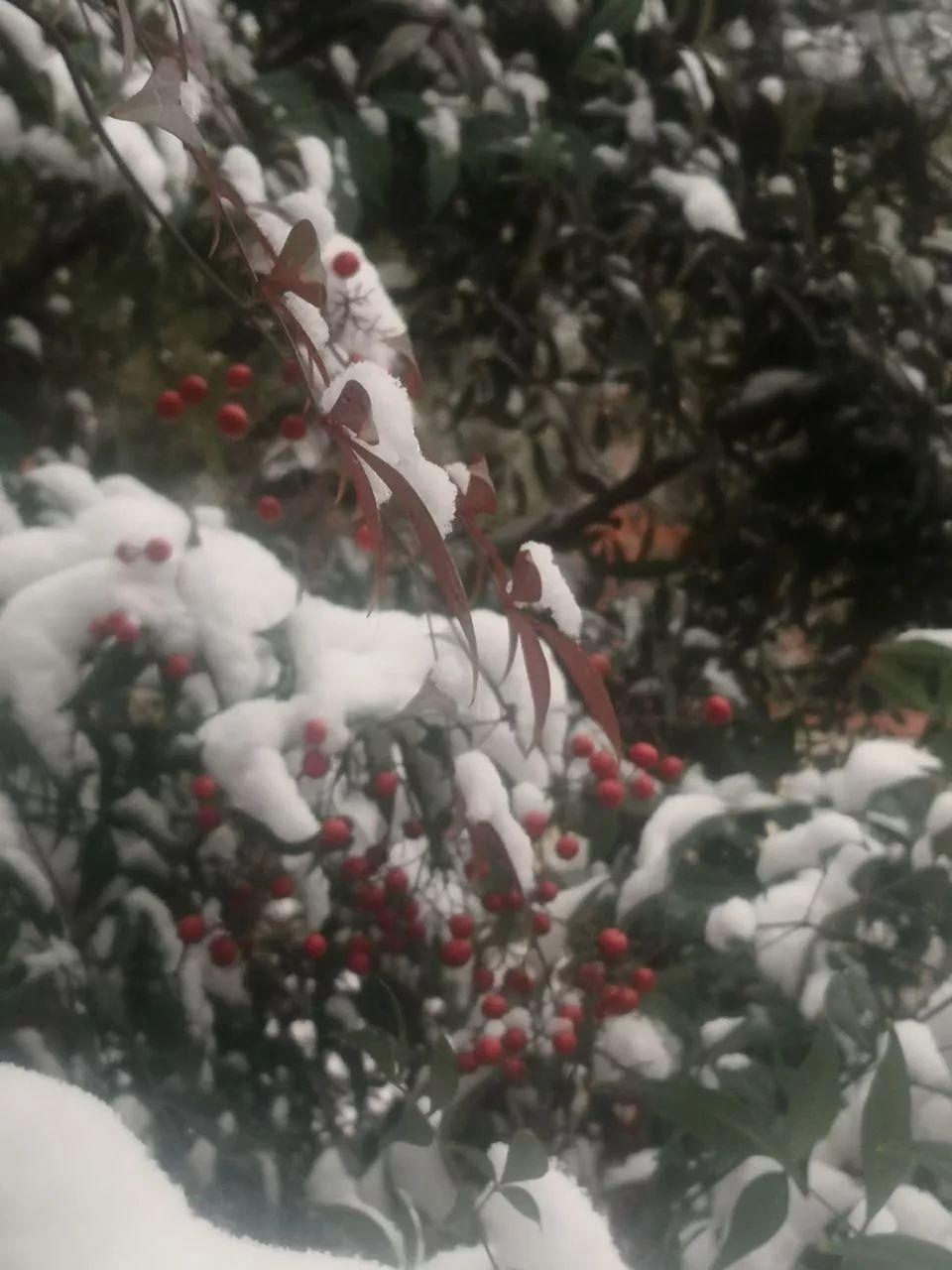 飞雪迎春到